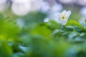 Windflower Windflower